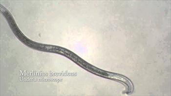 نماتد   Merlinius brevidens